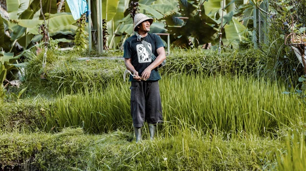 Bali Indonesia Duben 2022 Farmář Pracující Rýžovém Poli Udubu Bali — Stock fotografie
