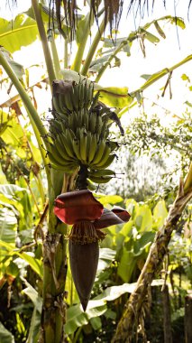 Banana tree with flower in Bali, Indonesia