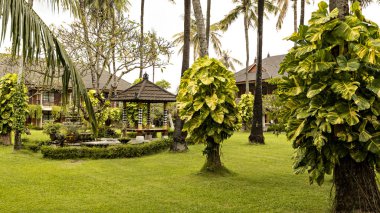 Legian plaj villasında güzel bir bahçe Bali, Endonezya 'da yeşil yemyeşil bir bahçe.