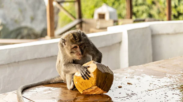 Macaco Com Coco Uluwatu Bali Indonésia — Fotografia de Stock