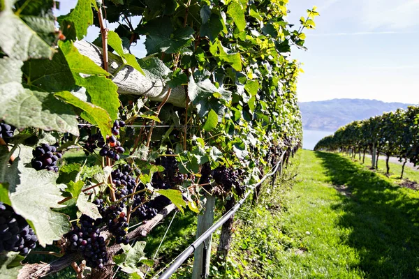 Виноградники Mission Hill Family Estate Winery Британской Колумбии Озеро Оканаган — стоковое фото