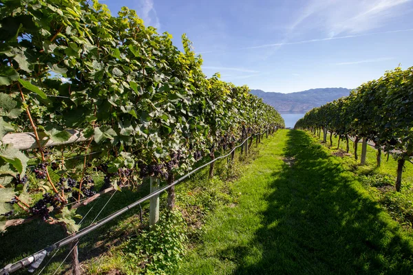 Winnice Mission Hill Family Estate Winery British Columbia Okanagan Lake — Zdjęcie stockowe