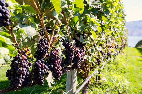 Vineyards Mission Hill Family Estate Winery British Columbia Okanagan Lake — Fotografia de Stock