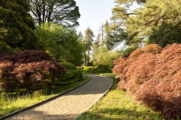 Natürliche Parklandschaft Mit Einer Vielzahl Von Bäumen Und Pflanzen — Stockfoto