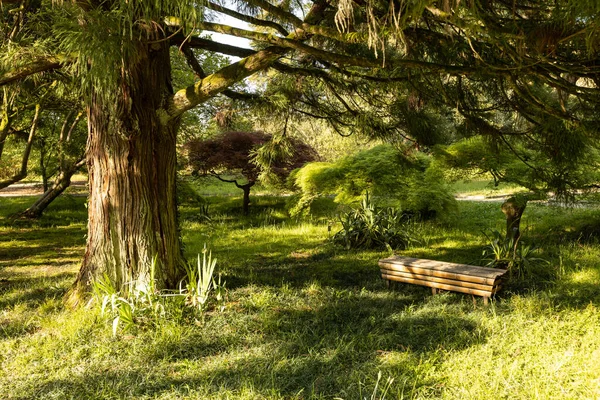 Natürliche Parklandschaft Mit Einer Vielzahl Von Bäumen Und Pflanzen — Stockfoto