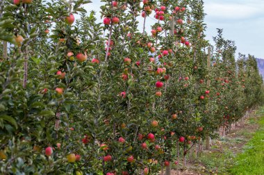 Kelowna 'daki elma çiftliği, Britanya Kolumbiyası, Kanada' daki ağaçlarda olgun kırmızı elmalar.