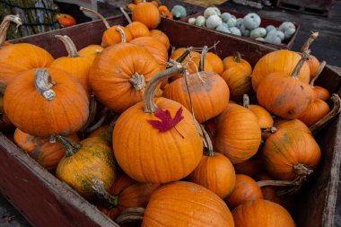 Balkabağı yığını Kanada 'da balkabağı tarlası Cadılar Bayramı' nda balkabağı hasadı.