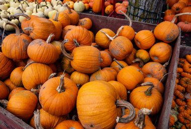 Balkabağı yığını Kanada 'da balkabağı tarlası Cadılar Bayramı' nda balkabağı hasadı.