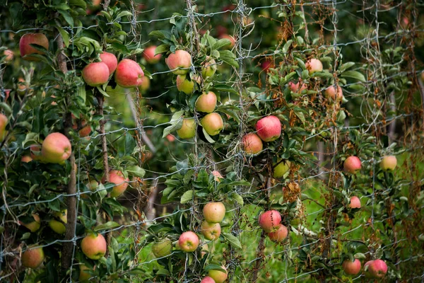 ケローナのアップルファーム ブリティッシュコロンビア州 カナダの木に熟した赤いリンゴ — ストック写真