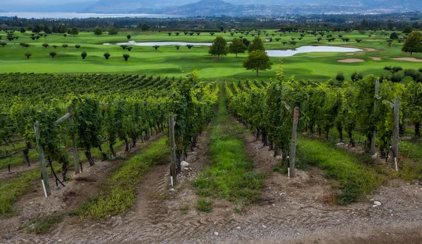 Winnice Kelowna Krajobraz Winnicy Kolumbii Brytyjskiej Kelowna Kanada — Zdjęcie stockowe