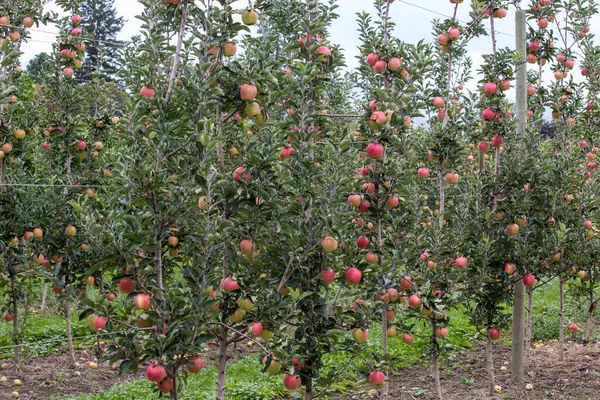 Apfelfarm Kelowna Reife Rote Äpfel Auf Den Bäumen British Columbia — Stockfoto