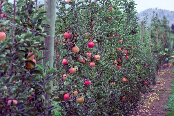 Farma Jabłkowa Kelowna Dojrzałe Czerwone Jabłka Drzewach Kolumbii Brytyjskiej Kanada — Zdjęcie stockowe