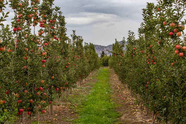 Farma Jabłkowa Kelowna Dojrzałe Czerwone Jabłka Drzewach Kolumbii Brytyjskiej Kanada — Zdjęcie stockowe