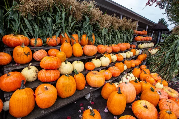 Balkabağı yığını Kanada 'da balkabağı tarlası Cadılar Bayramı' nda balkabağı hasadı.