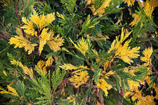 Natural Background Yellow Green Thuja Branches — Stock Photo, Image