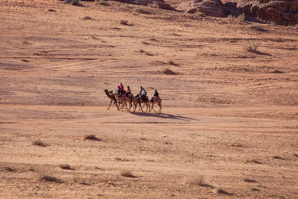 Wadi Rum Jordan Mars 2019 Kameler Husvagn Med Bedouin Man — Stockfoto