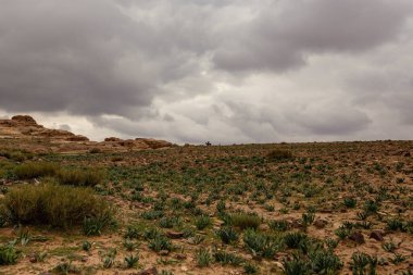 Terk edilmiş çayırların doğal arka planı, gündüz vakti kasvetli hava