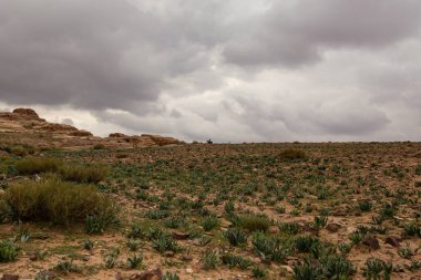 Terk edilmiş çayırların doğal arka planı, gündüz vakti kasvetli hava