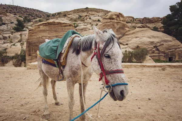 Arka planda kayalık kanyon olan yeşil eyerli kır atına yakın çekim