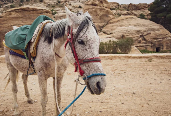 Arka planda kayalık kanyon olan yeşil eyerli kır atına yakın çekim