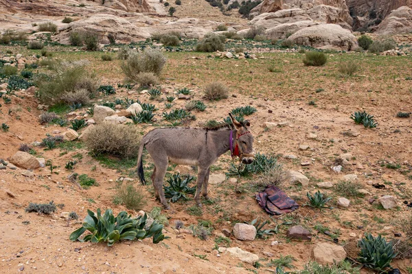 Gündüz Vakti Kayalık Arazide Dinlenen Sevimli Bir Eşek — Stok fotoğraf