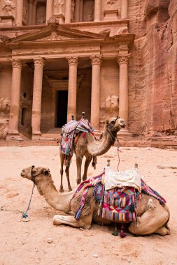 Petra antik kentinde bir deve kervanı, Ürdün