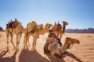 Wadi Rum çölünde develer, Jordan.