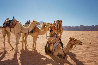Wadi Rum çölünde develer, Jordan.