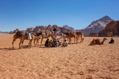 Wadi Rum çölünde develer, Jordan.