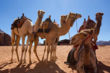 Wadi Rum çölünde develer, Jordan.