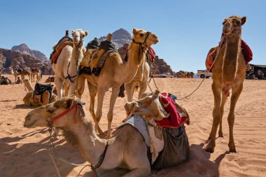 Wadi Rum çölünde develer, Jordan.