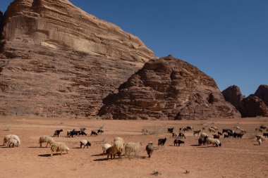 Çölde otlayan koyun sürüsü ve arka planda dağlar.