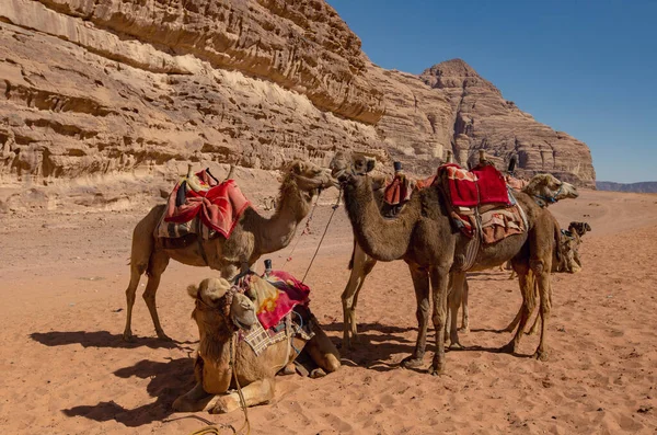 Cammelli Nel Deserto Wadi Rum Giordania — Foto Stock