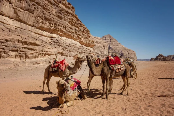 Camellos Desierto Wadi Rum Jordania — Foto de Stock