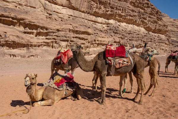 Camellos Desierto Wadi Rum Jordania — Foto de Stock