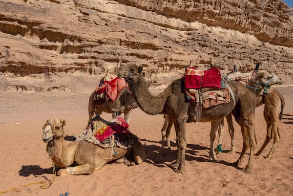 Velbloudi Poušti Wadi Rum Jordánsko — Stock fotografie