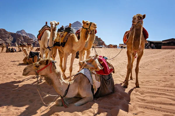 Wielbłądy Pustyni Wadi Rum Jordania — Zdjęcie stockowe