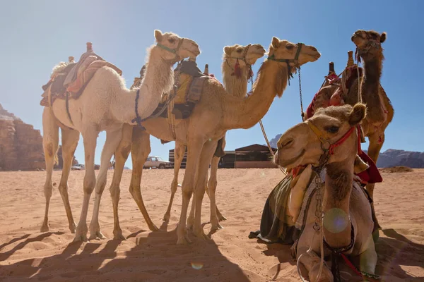 约旦Wadi Rum沙漠中的骆驼 — 图库照片