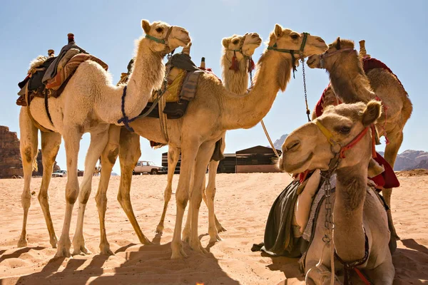 Velbloudi Poušti Wadi Rum Jordánsko — Stock fotografie