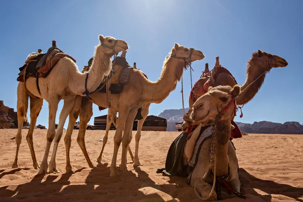 Wielbłądy Pustyni Wadi Rum Jordania — Zdjęcie stockowe