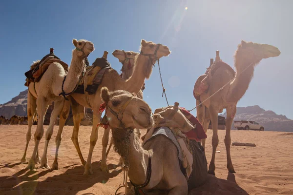 Верблюди Пустелі Ваді Рам Йорданія — стокове фото