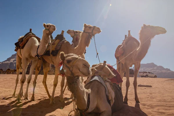 Velbloudi Poušti Wadi Rum Jordánsko — Stock fotografie