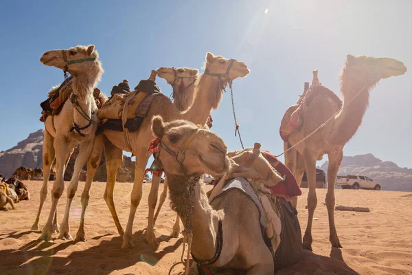 约旦Wadi Rum沙漠中的骆驼 — 图库照片