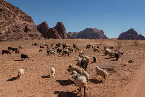 Group Sheep Grazing Desert — Stockfoto