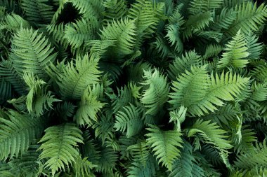 Eğreltiotu arkaplanı kapatır