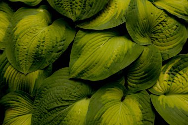 Hosta Plantain zambaklarının yaprakları yakındır.