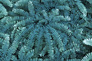 Eğreltiotu arkaplanı kapatır