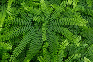 Eğreltiotu arkaplanı kapatır