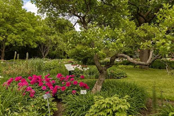 モントリオール植物園 ケベック州 カナダの夏の時間の美しい景色 — ストック写真