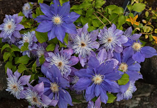 Purpurowe Clematis Kwiaty Bliska — Zdjęcie stockowe